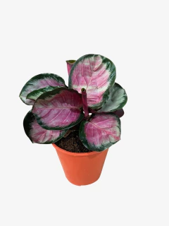 Calathea Rosy en internet