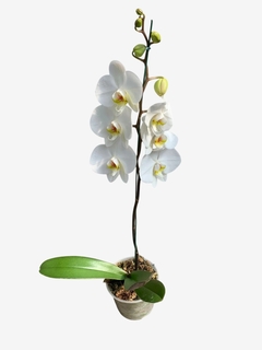 Orquideas Phalaenopsis en internet