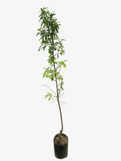 Almendro Inj. en internet