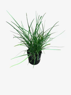 Dietes Bicolor - tienda online