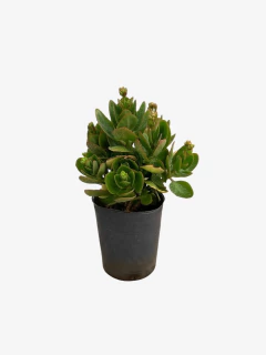 Calanchoe en internet