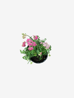 achillea millefolium - comprar online