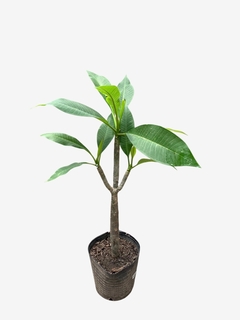 Jazmín Magno en internet