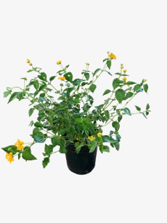 Lantana Montevidensis en internet