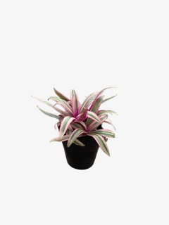 Tradescantia Citara