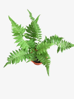 Helecho Diopteris - VallsGarden