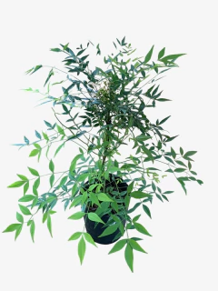 Nandina Domestica Aurea - comprar online