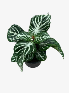 Aphelandra en internet