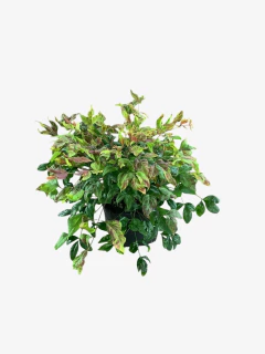 Nandina Fire Power en internet
