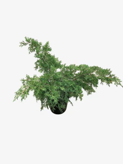 Juniperus Old Gold en internet