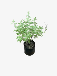 Salvia Rusa - comprar online