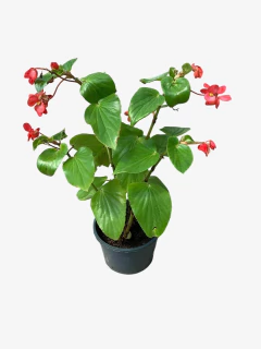 Begonia dragon - VallsGarden