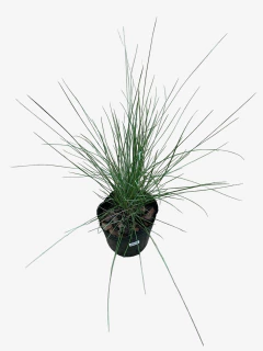 Muhlenbergia Capillaris en internet