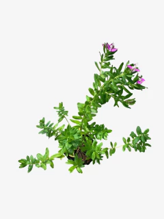 Polygala virgata - VallsGarden