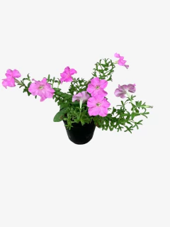 Petunia en internet