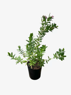 Polygala virgata - tienda online