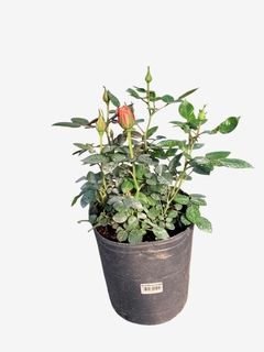 Rosal rococo mini en internet