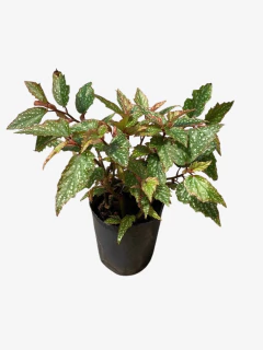 Begonia ala de ángel - VallsGarden