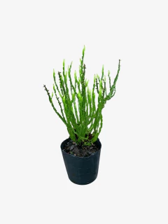 Baccharis trímera (carqueja) en internet