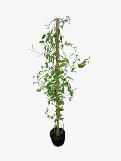 Jazmin Solanum - VallsGarden