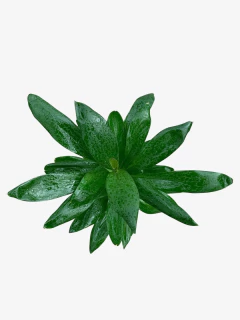 Dracena Robusta - comprar online