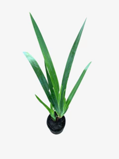 Iris Neomarica - comprar online