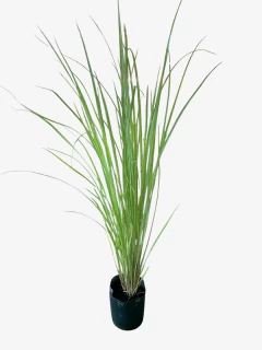 Paspalum Haumanii - VallsGarden