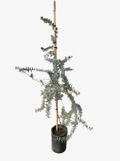 Acacia Bayleyana Rubra en internet