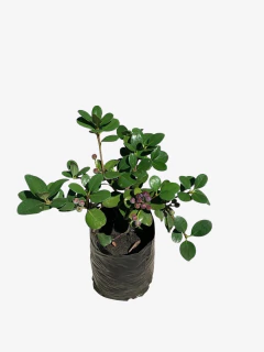 Raphiolepsis Umbellata - VallsGarden