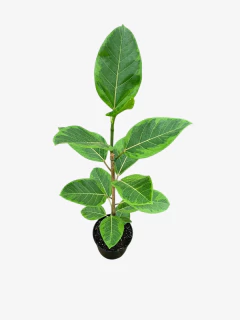 Ficus Altissima