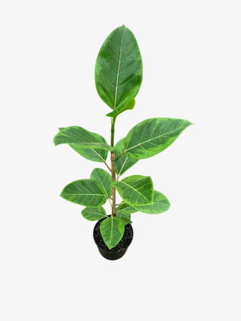 Ficus Altissima