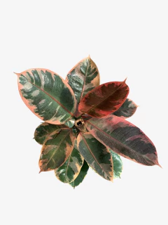 Gomero Ruby - comprar online
