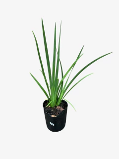 Dietes Vegeta Grandiflora - comprar online