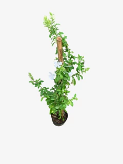 Jazmín del Cielo Blanco - comprar online