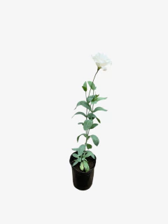 Lisianthus