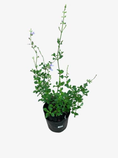 Salvia African Sky - comprar online
