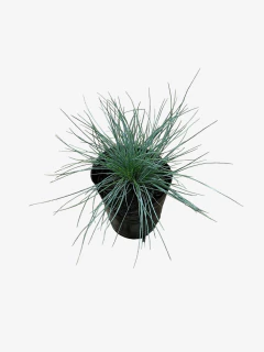 Festuca Ovina Glauca en internet