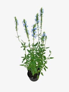 Salvia Uliginosa Celeste - comprar online