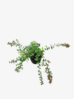 Abelia Grandiflora Hibrida "Edward Gauche" - comprar online