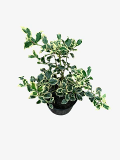 Ilex Aquifolium Argenta Marginata en internet