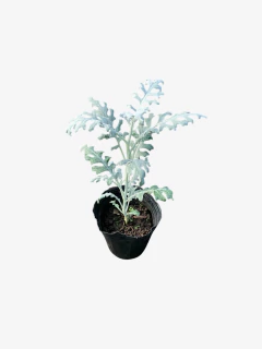Cineraria Marítima - VallsGarden