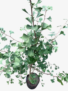 Ginkgo Biloba en internet