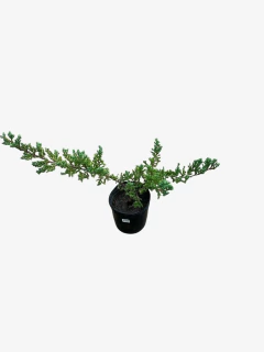 Juniperus Horizontalis Procumbens Nana - comprar online
