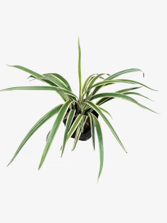 Dianella Tasmanica Variegata - comprar online