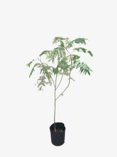 Acacia Visco - comprar online