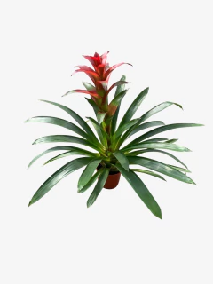Guzmania en internet