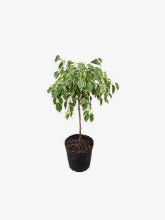 Ficus Benjamina Topiario Diciplinado - comprar online