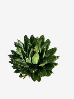 Agave Multilifera en internet