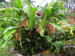 Heliconia Angusta en internet