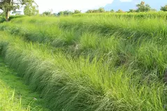 Chrysopogon Zizanioides (vetiver)